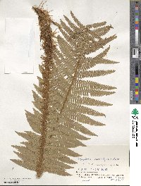 Dryopteris crassirhizoma image