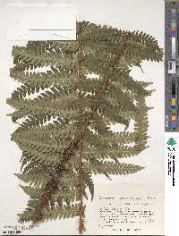 Dryopteris crassirhizoma image