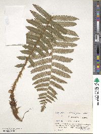 Dryopteris crassirhizoma image