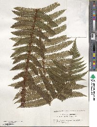 Dryopteris crassirhizoma image