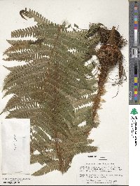 Dryopteris crassirhizoma image