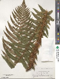 Dryopteris crassirhizoma image