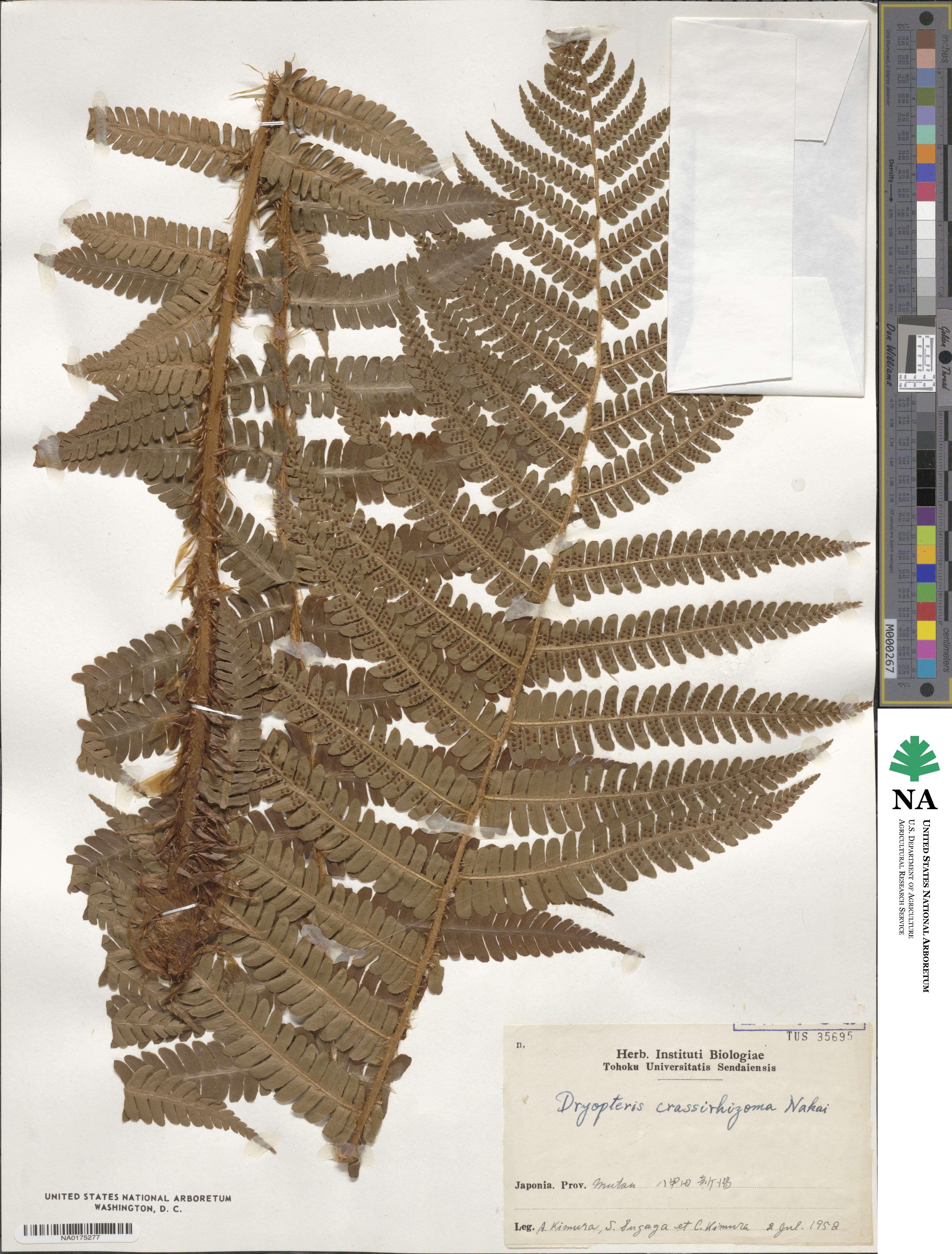 Dryopteris crassirhizoma image