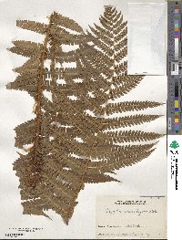 Dryopteris crassirhizoma image