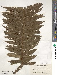 Dryopteris crassirhizoma image