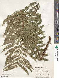 Dryopteris crassirhizoma image