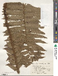 Dryopteris crassirhizoma image