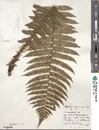 Dryopteris crassirhizoma image