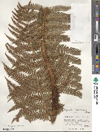 Dryopteris crassirhizoma image