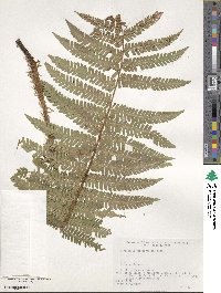 Dryopteris crassirhizoma image