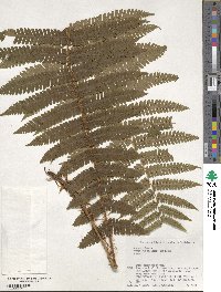 Dryopteris crassirhizoma image