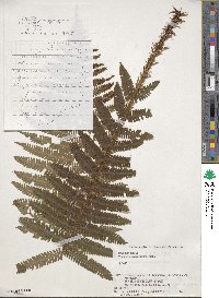 Dryopteris crassirhizoma image