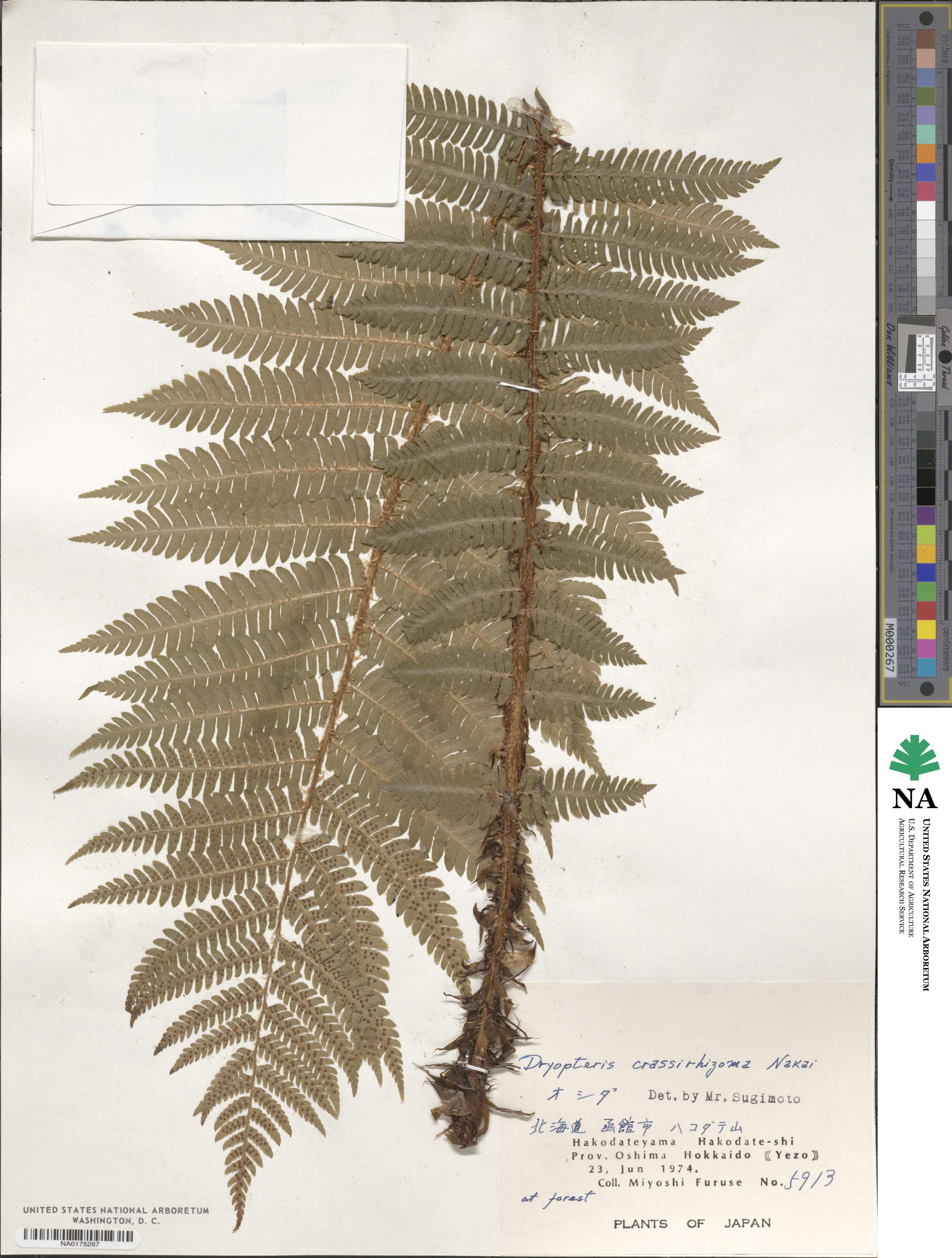 Dryopteris crassirhizoma image