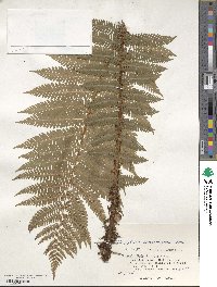 Dryopteris crassirhizoma image