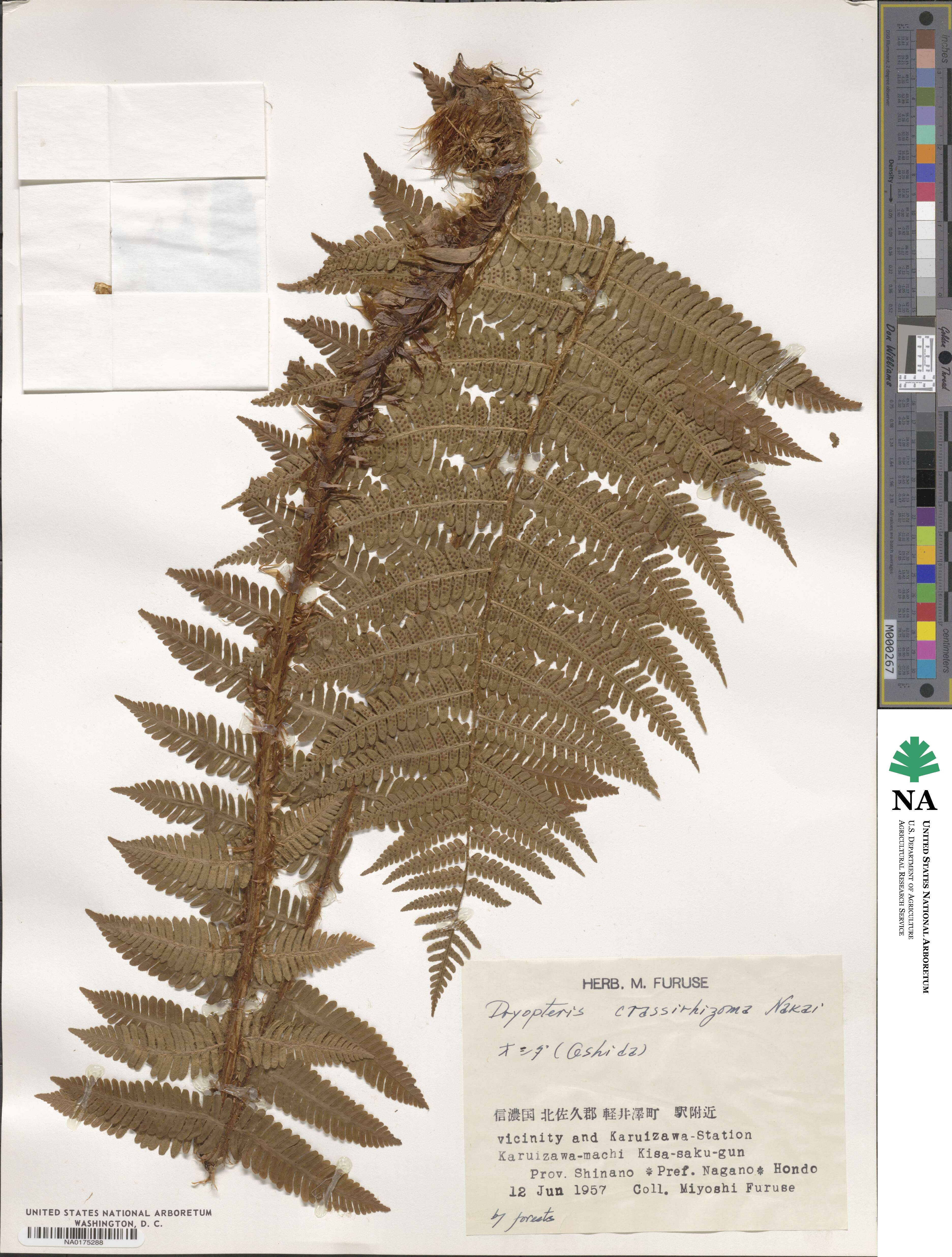 Dryopteris crassirhizoma image
