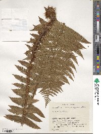 Dryopteris crassirhizoma image