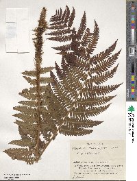 Dryopteris crassirhizoma image