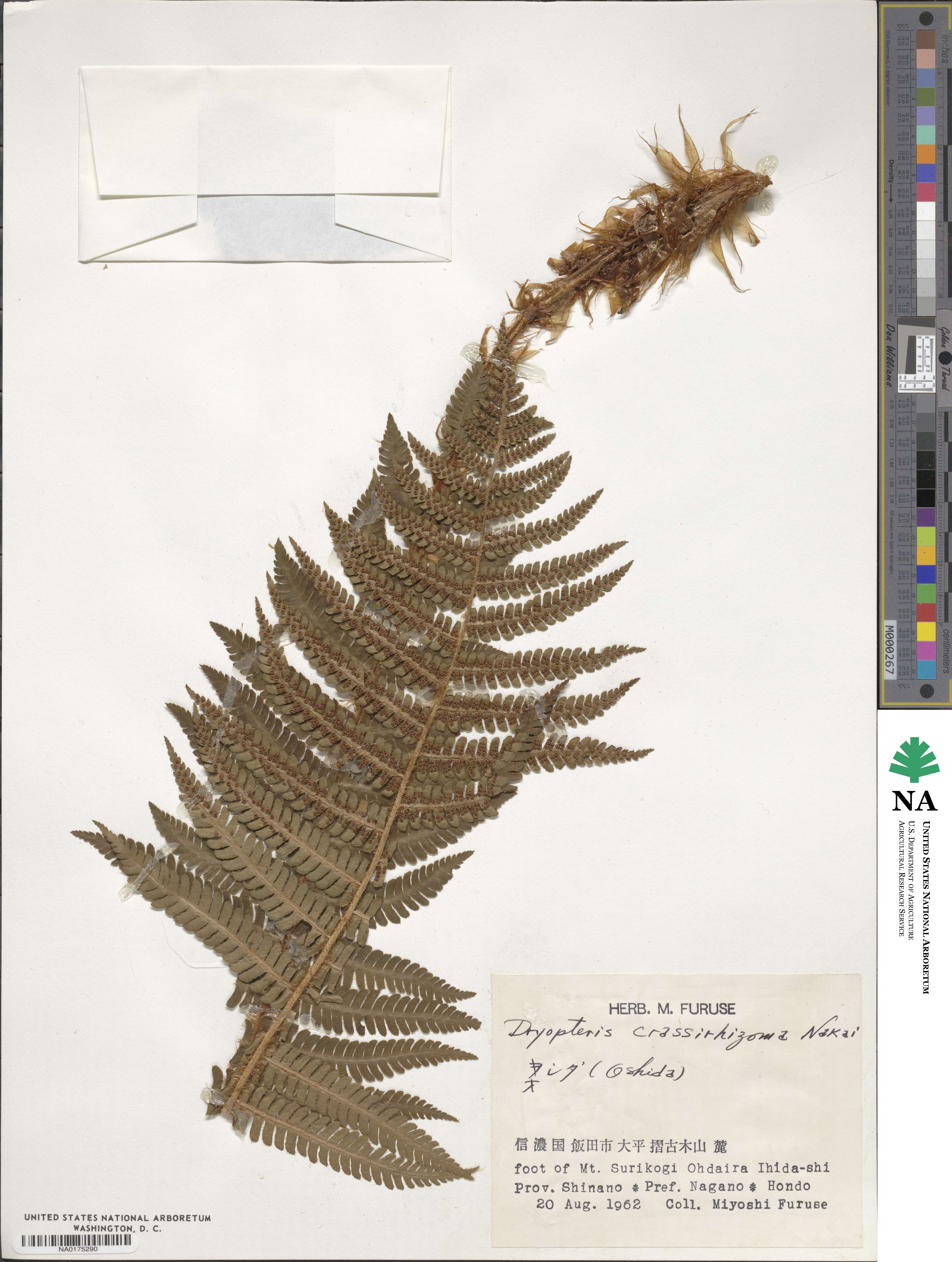 Dryopteris crassirhizoma image