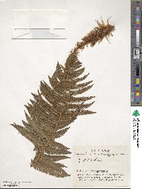 Dryopteris crassirhizoma image