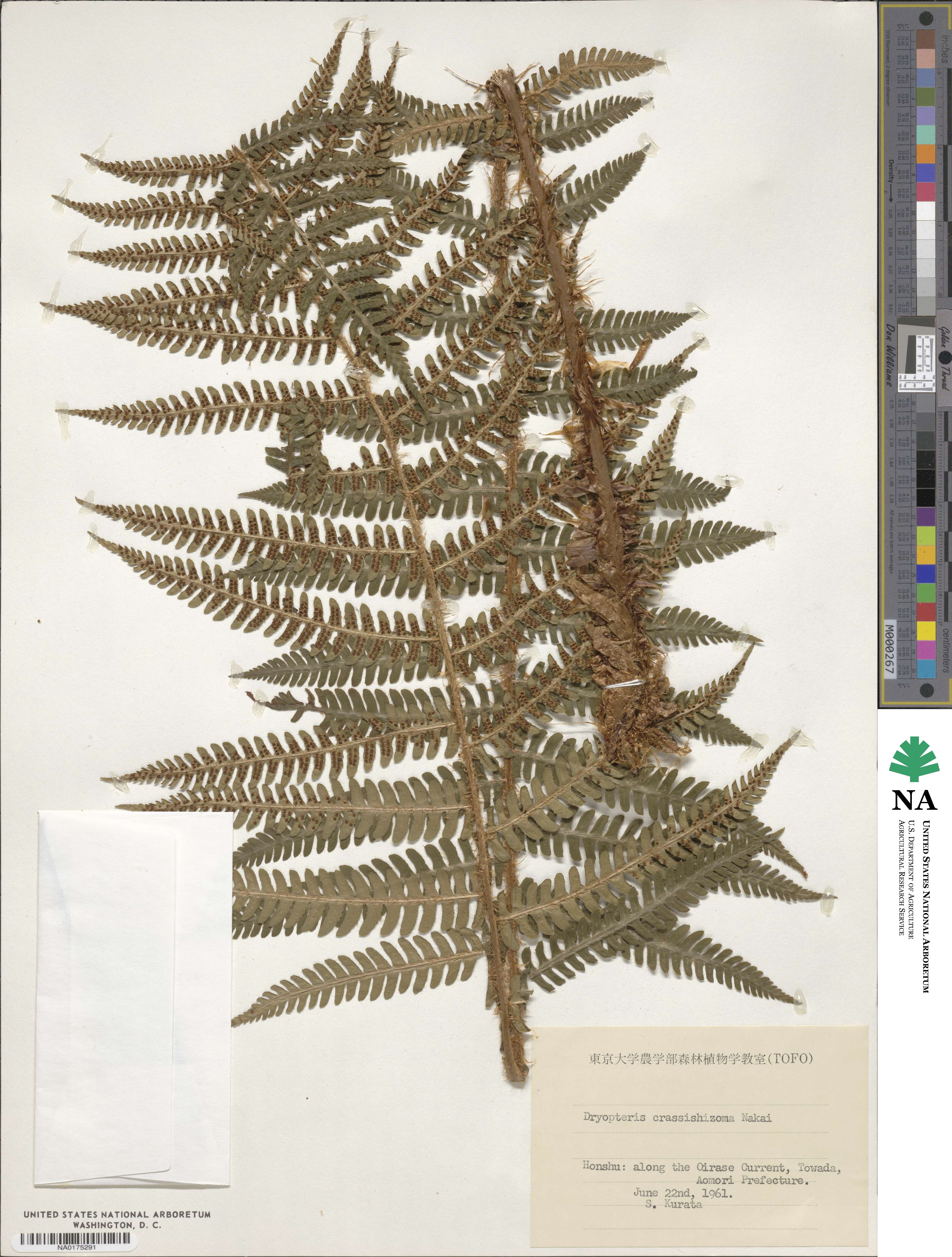 Dryopteris crassirhizoma image