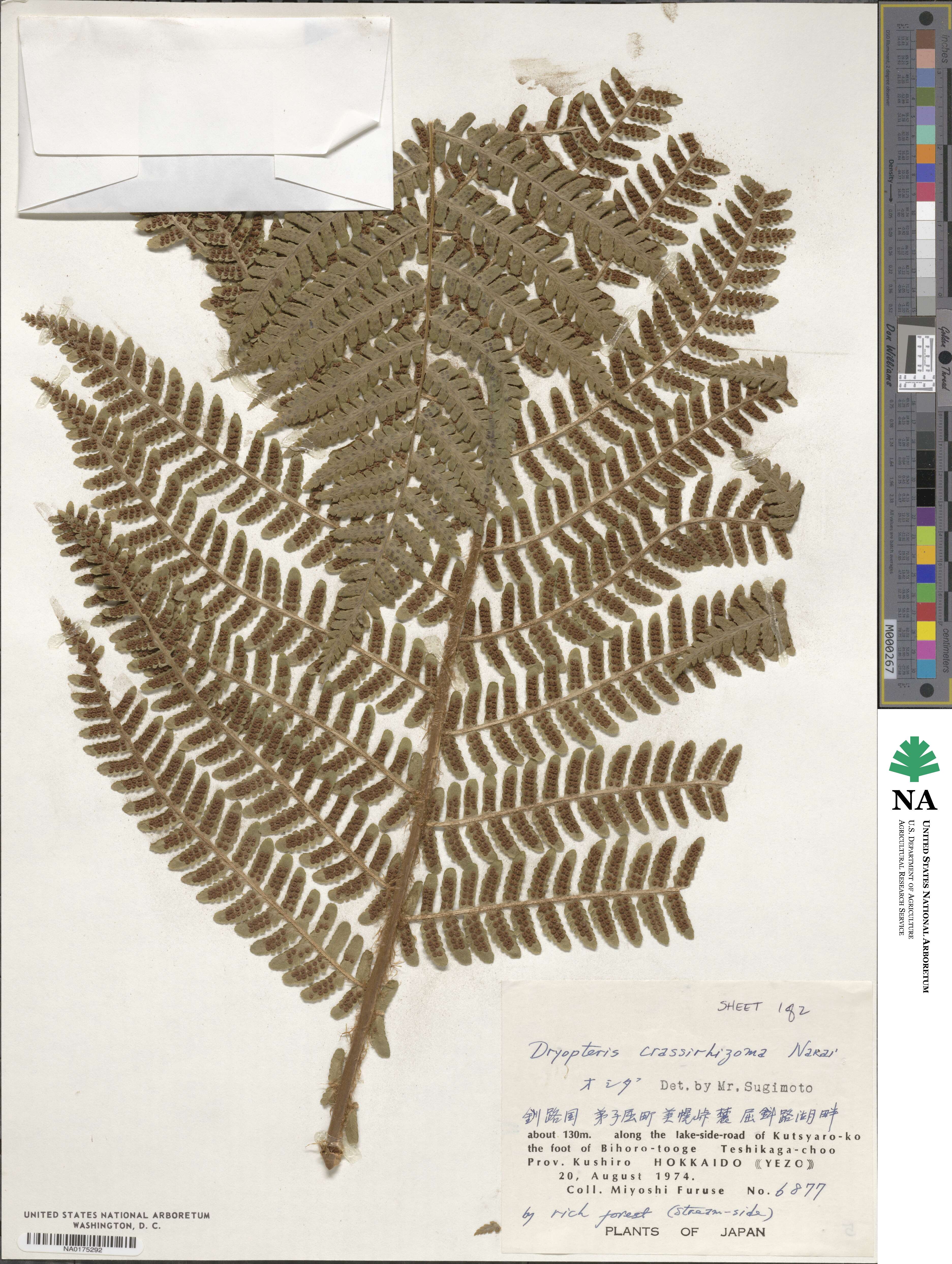 Dryopteris crassirhizoma image
