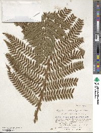 Dryopteris crassirhizoma image