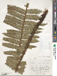 Dryopteris crassirhizoma image