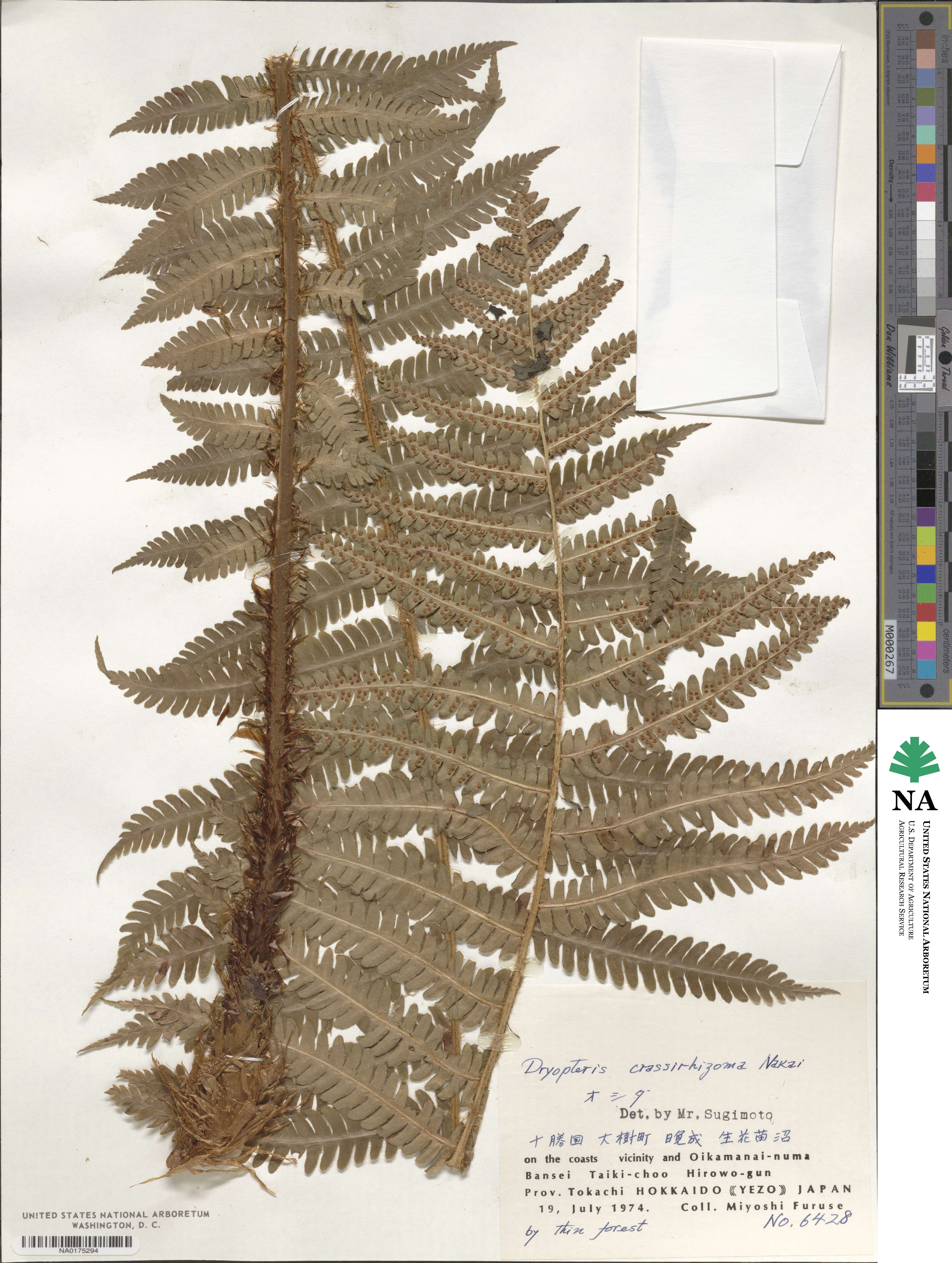 Dryopteris crassirhizoma image