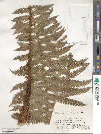 Dryopteris crassirhizoma image