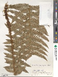 Dryopteris crassirhizoma image