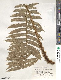 Dryopteris crassirhizoma image