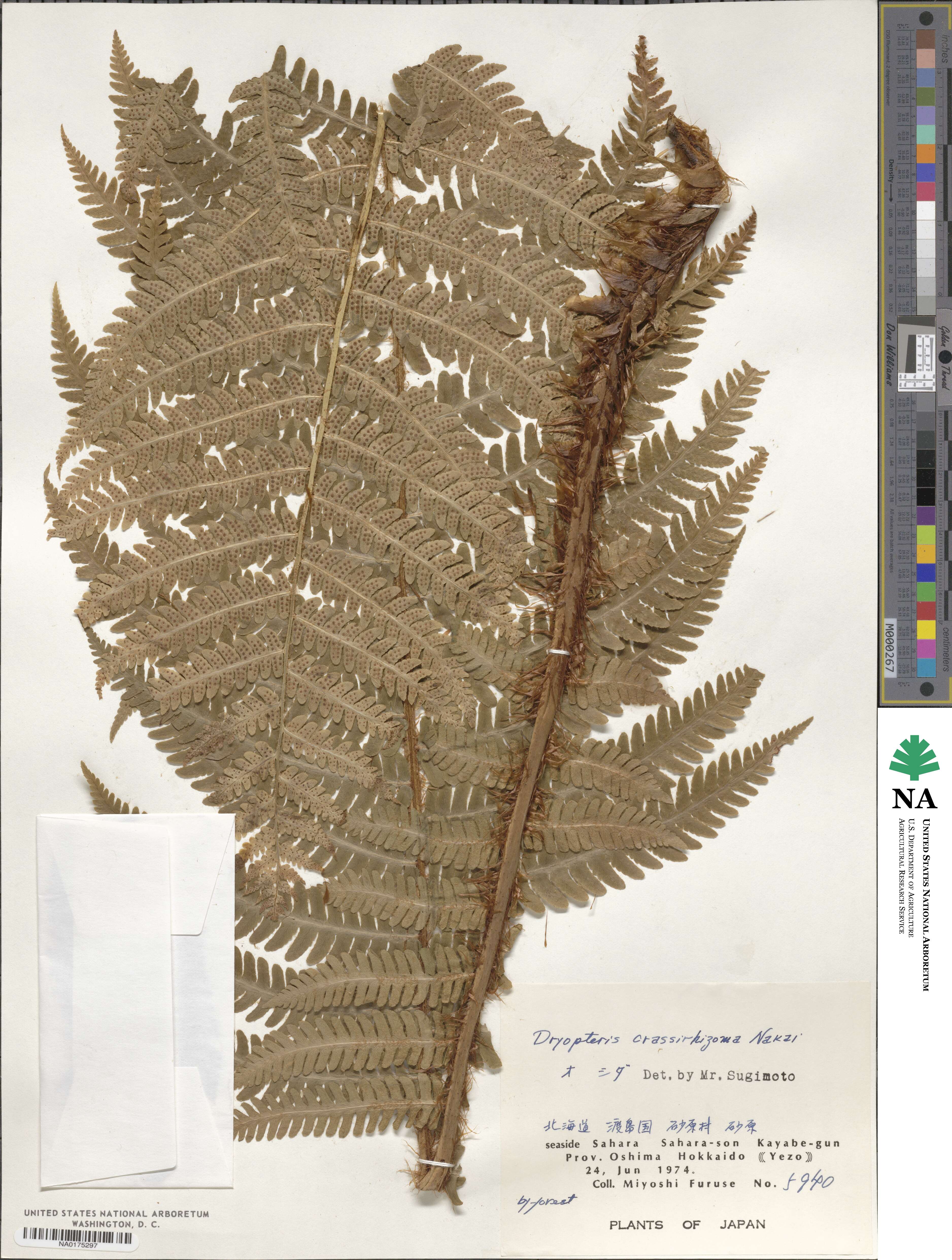 Dryopteris crassirhizoma image