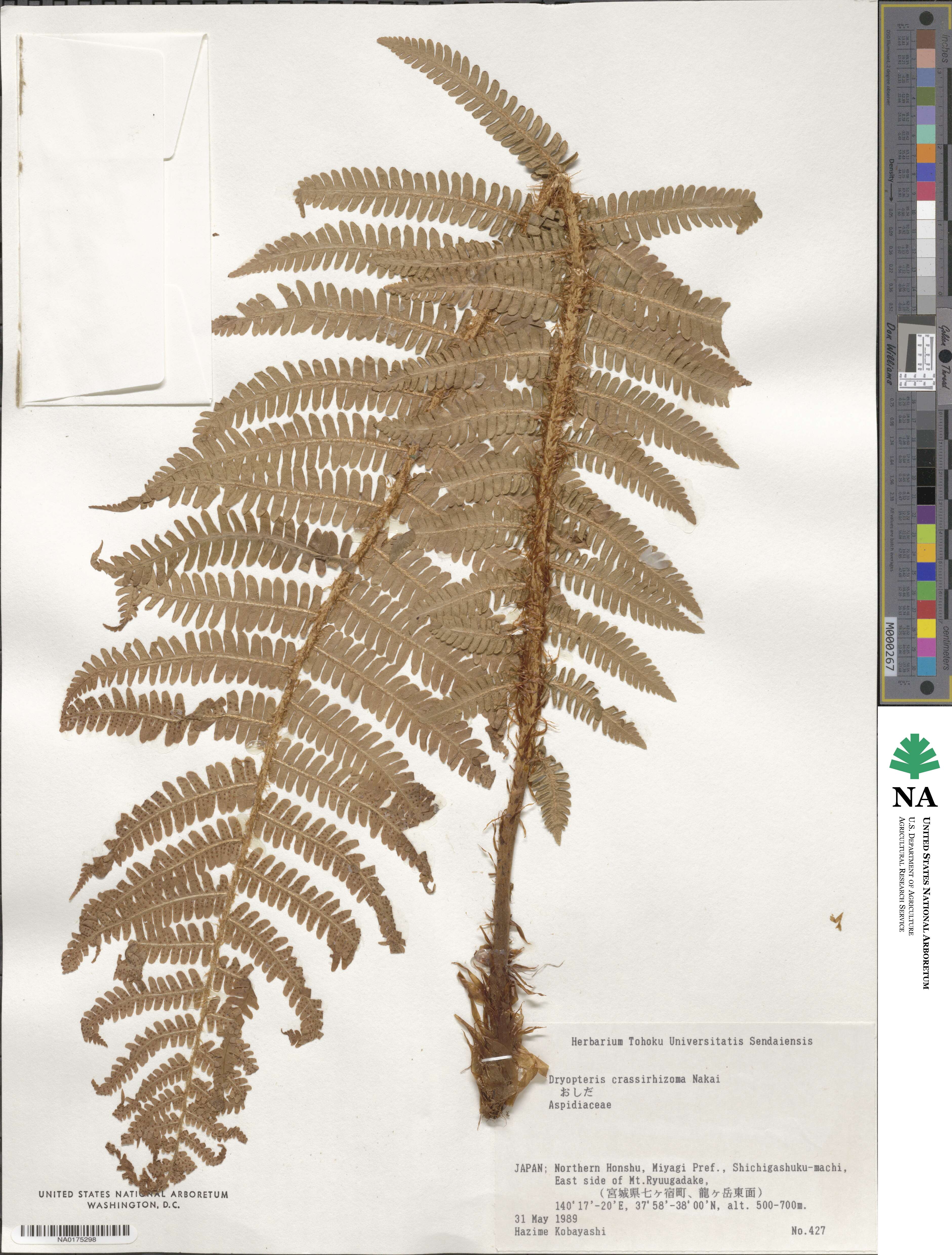 Dryopteris crassirhizoma image