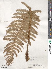 Dryopteris crassirhizoma image