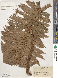 Dryopteris crassirhizoma image