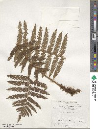 Dryopteris crassirhizoma image