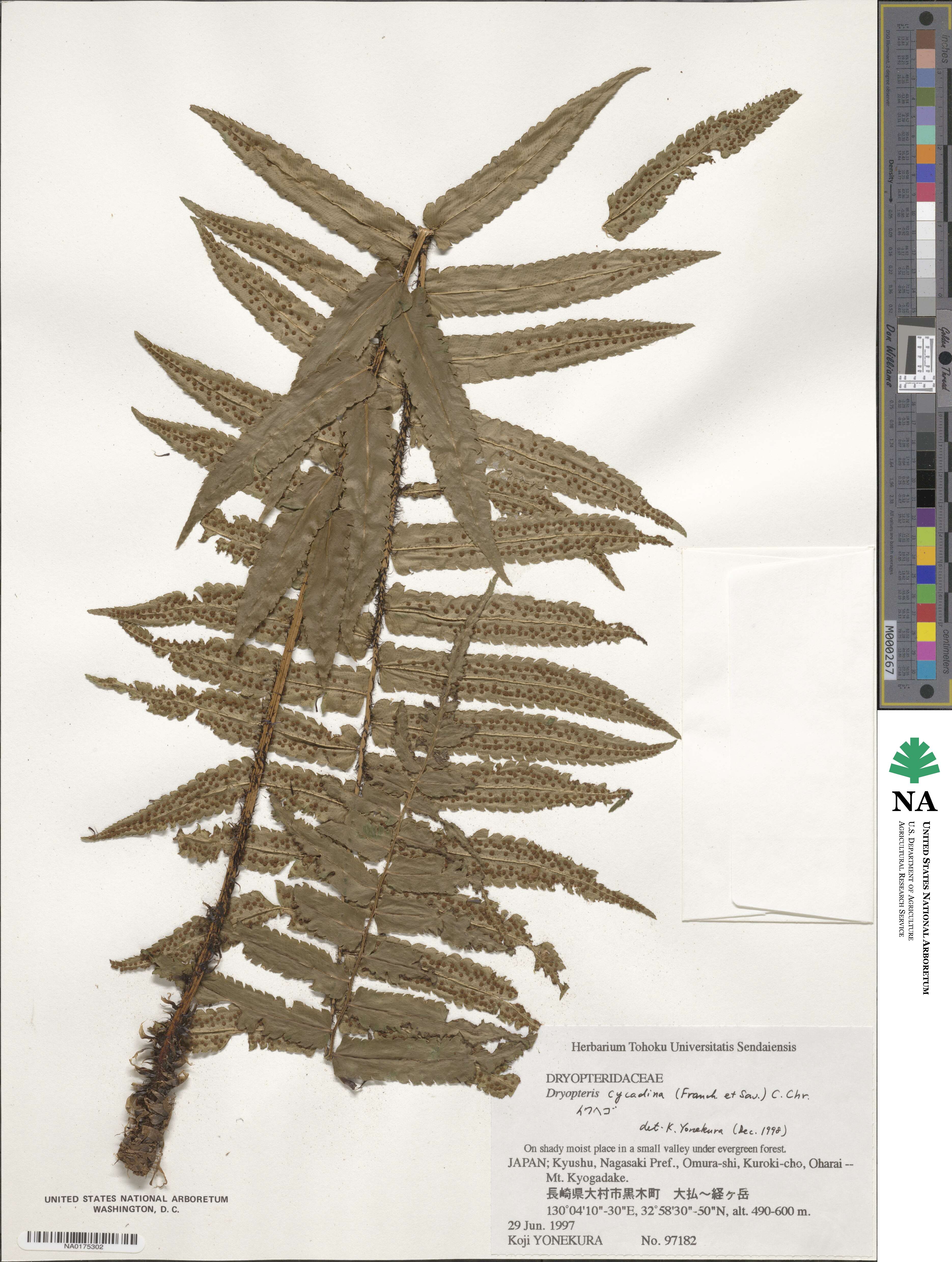 Dryopteris cycadina image