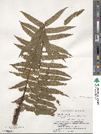 Dryopteris cycadina image