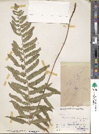 Image of Dryopteris dickinsii