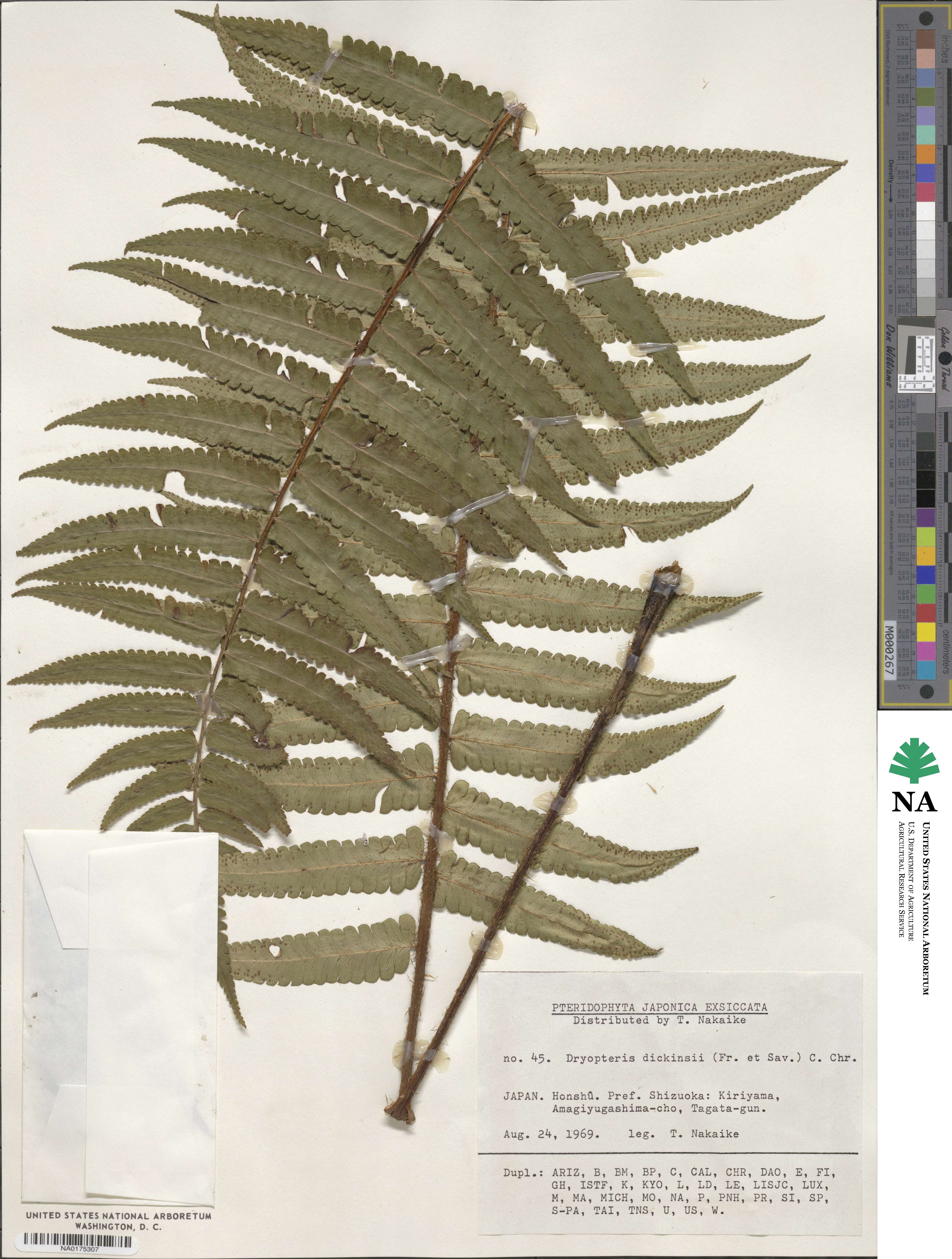 Dryopteris dickinsii image