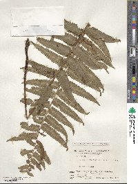 Dryopteris dickinsii image