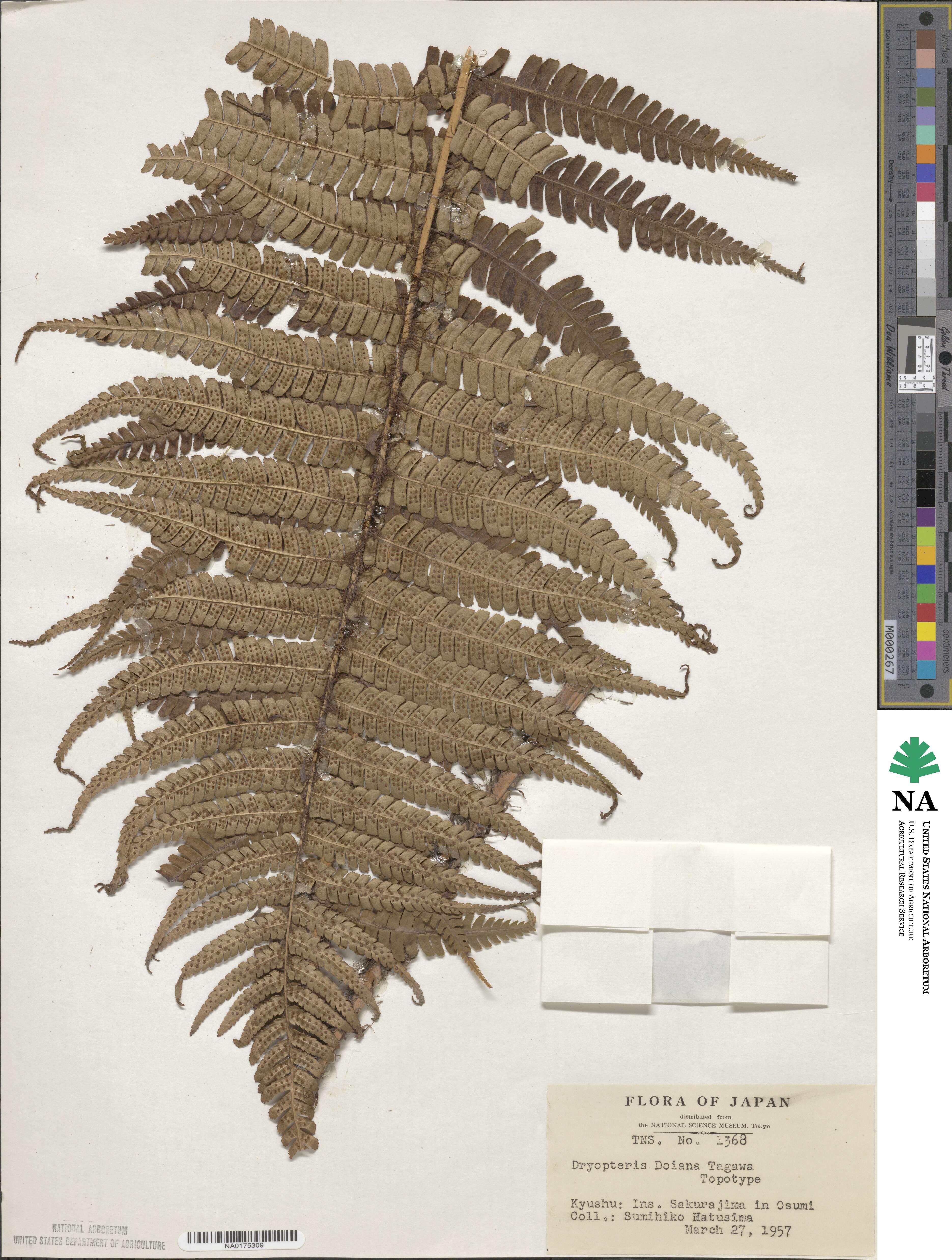 Dryopteris wallichiana subsp. wallichiana image