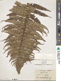 Dryopteris wallichiana subsp. wallichiana image