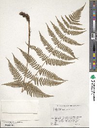 Dryopteris erythrosora image