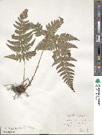 Dryopteris erythrosora image