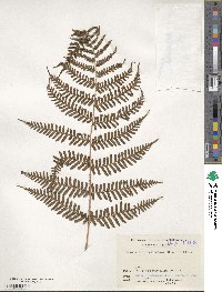 Dryopteris erythrosora image