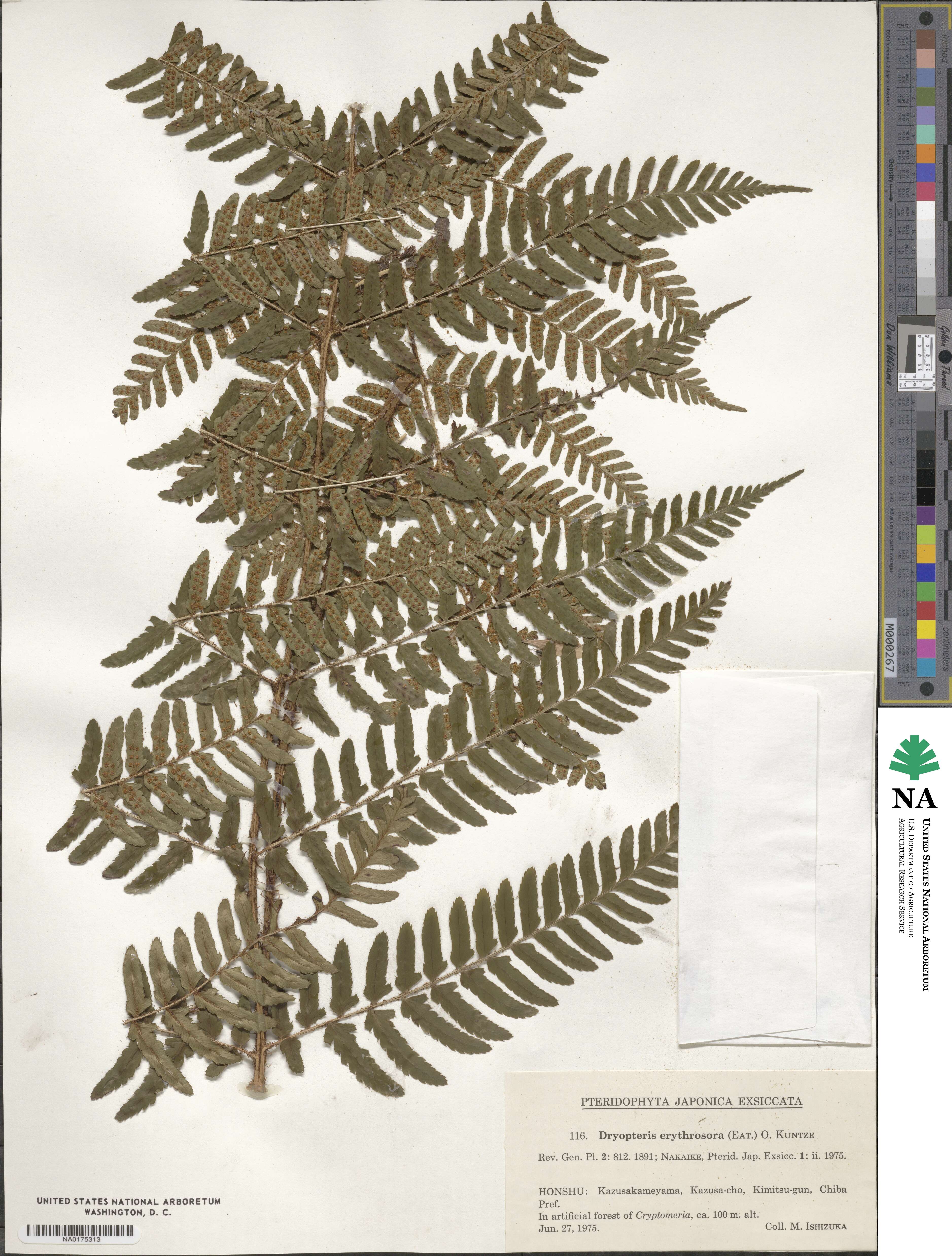 Dryopteris erythrosora image