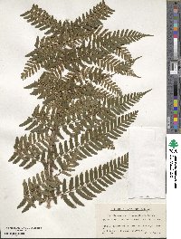 Dryopteris erythrosora image