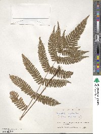 Dryopteris erythrosora image