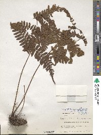 Dryopteris erythrosora image